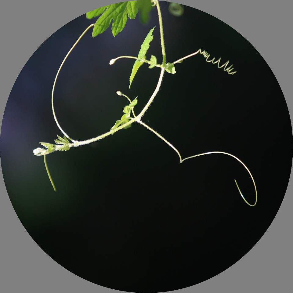 【缠缠绵绵摄影图片】武汉大学信息学部生态摄影_太平洋电脑网摄影