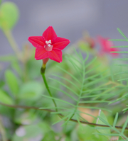 壬辰年花卉集（拾玖）