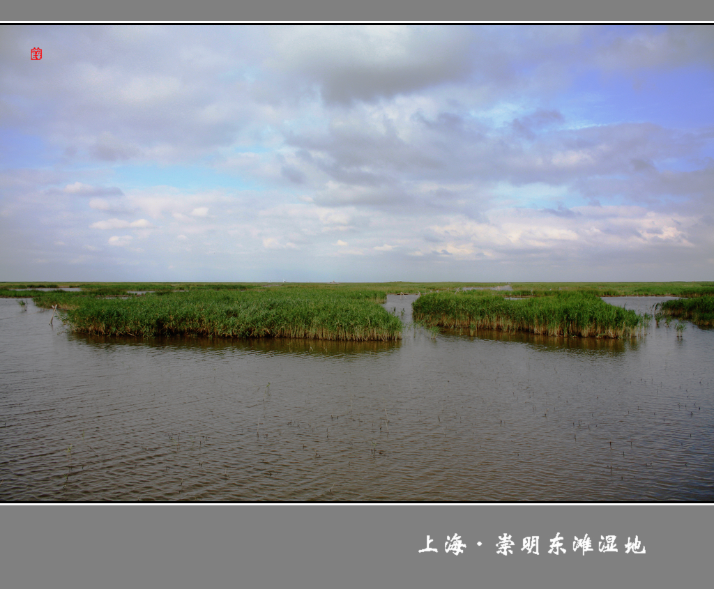 上海·崇明东滩湿地