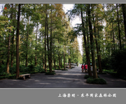上海·崇明东平国家森林公园