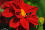 红色花朵上的蜜蜂