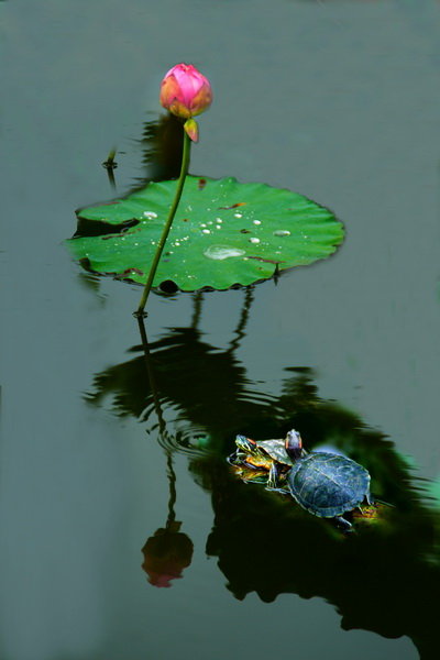 乌龟的视觉画面图片