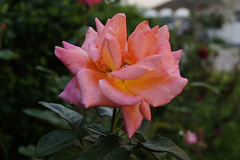 月季花的特点写一段话(月季花的特点写一段话70字)