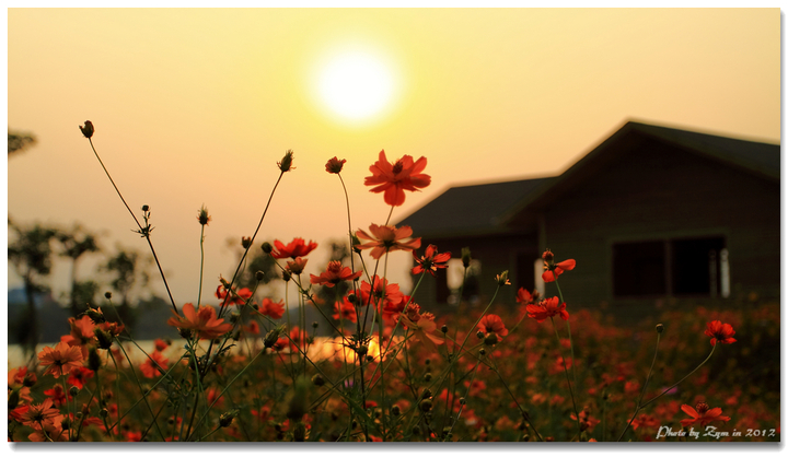 夕阳红花图片大全图片