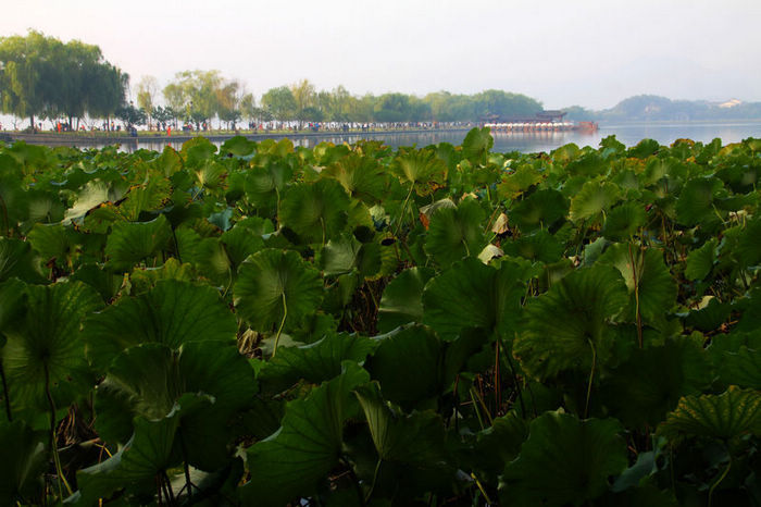 西子湖畔美丽如初