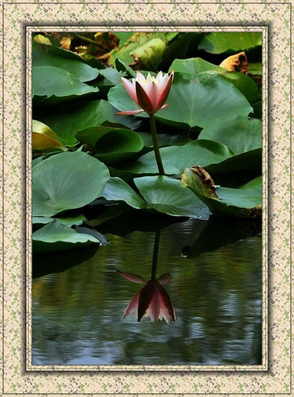 ӻ