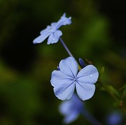 蓝雪花