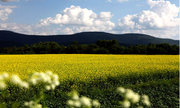 美丽的呼伦贝尔大草原（2）《油菜花之韵》