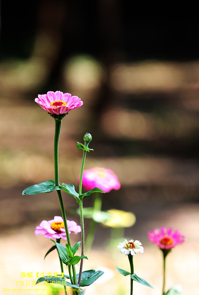 花团锦簇