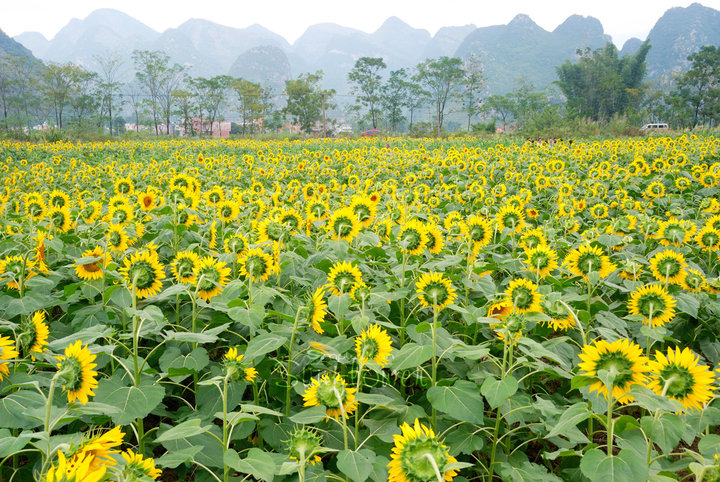 【葵花開了攝影圖片】水源頭生態攝影_太平洋電腦網攝影部落