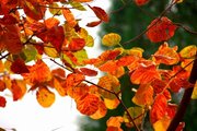 秋天的童话-红叶赋