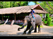 Elephant Safari