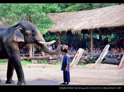 Elephant Safari