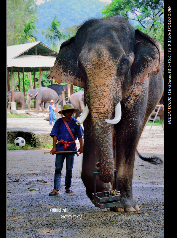 Elephant Safari