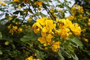 金灿灿的黄槐花