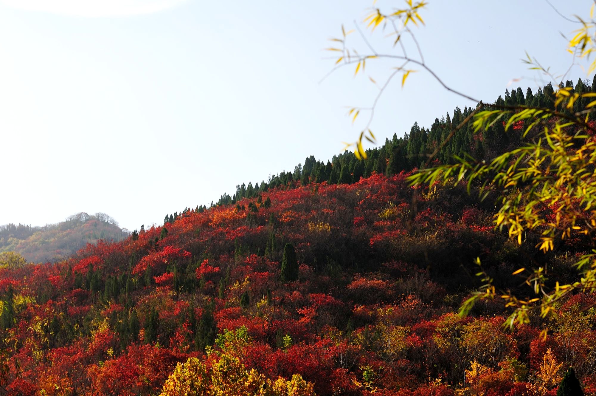 章丘三王峪枫叶谷图片