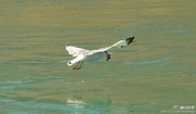拉萨河畔的海鸥