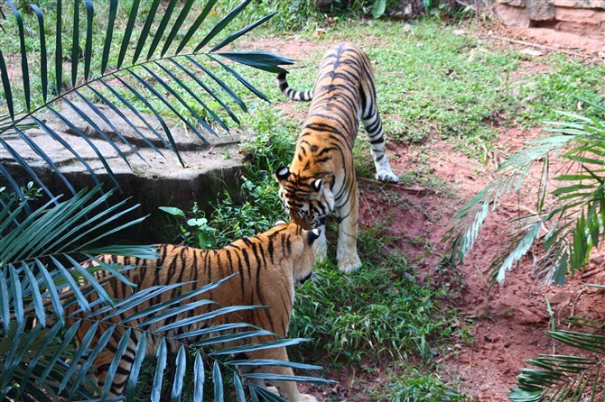 动物园转移老虎途中图片