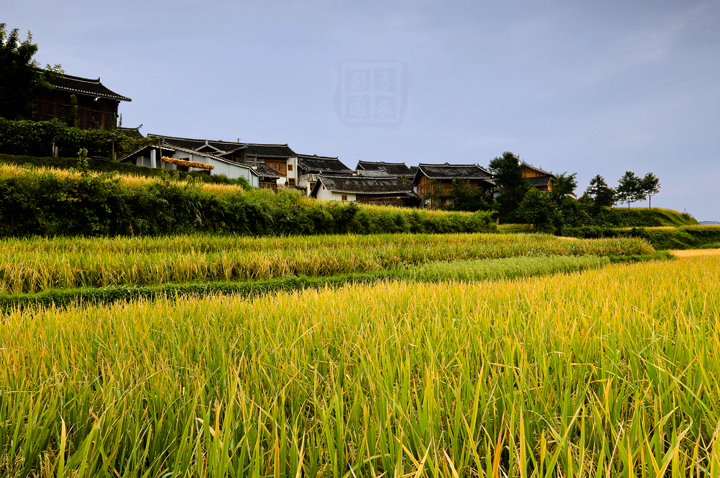 贵州乡村行之丹寨县高要村(秋景(共17p)