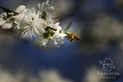 杏花与蜜蜂
