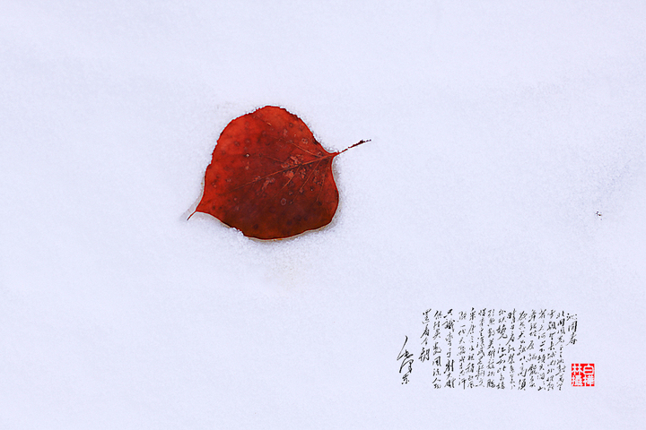 ѩ֮
