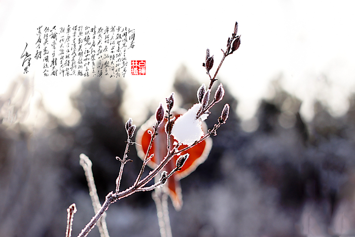 ѩ֮