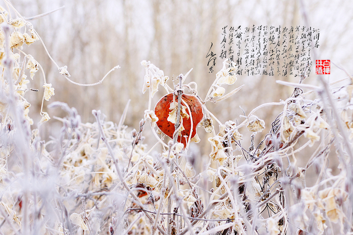 ѩ֮