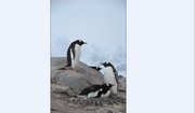 梦境南极(之五)—企鹅的家园1