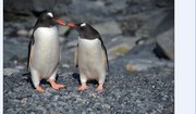 梦境南极(之五)—企鹅的家园2