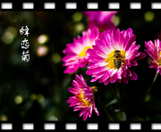 蜂恋菊