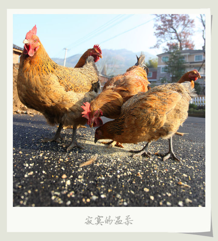 北京朝阳十里河鸡图片