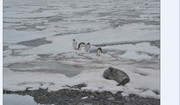 梦境南极(之六)—花海豹与企鹅
