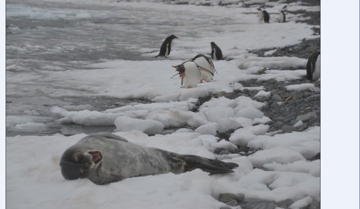 梦境南极(之六)—花海豹与企鹅2