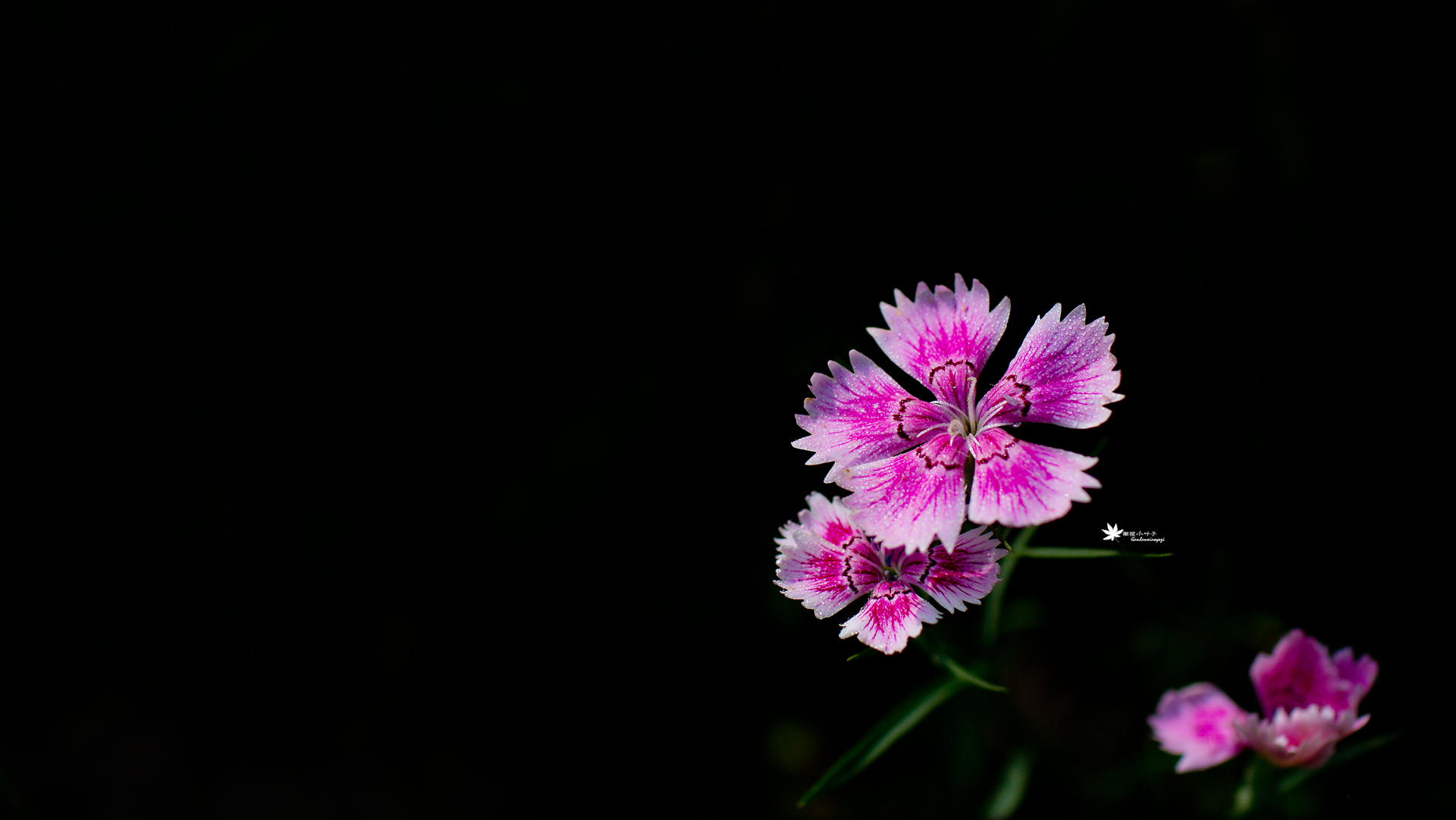 常见五瓣花图片