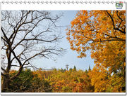 《秋之绚丽》照片上树离电线远