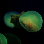 太平洋水母