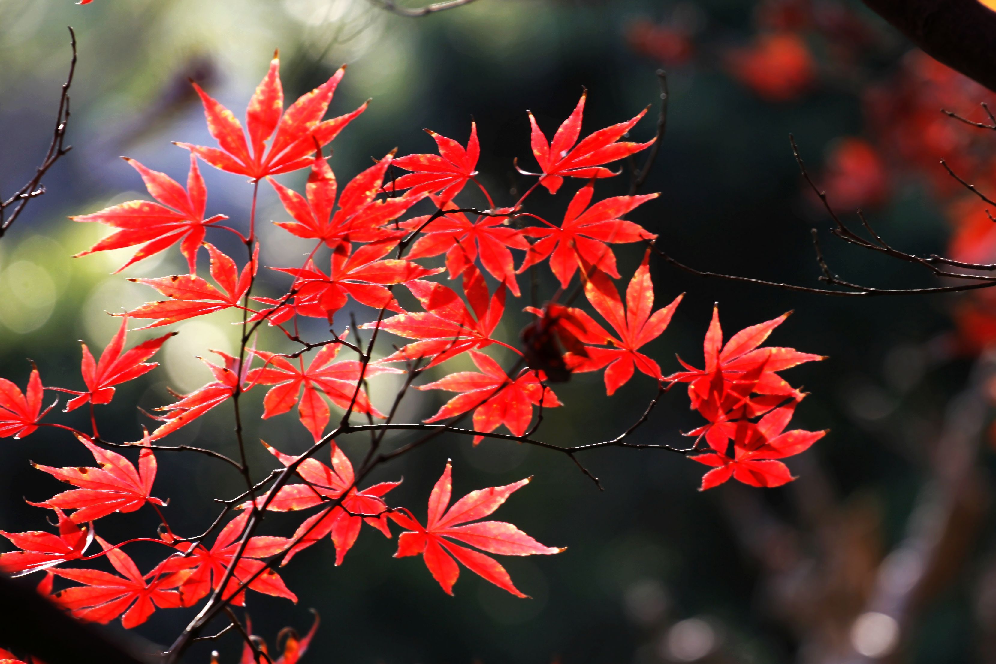 霜打楓葉別樣紅