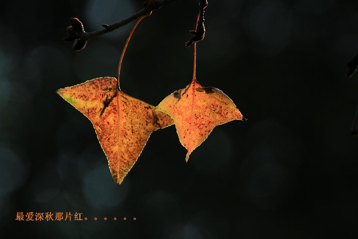 Ƭ