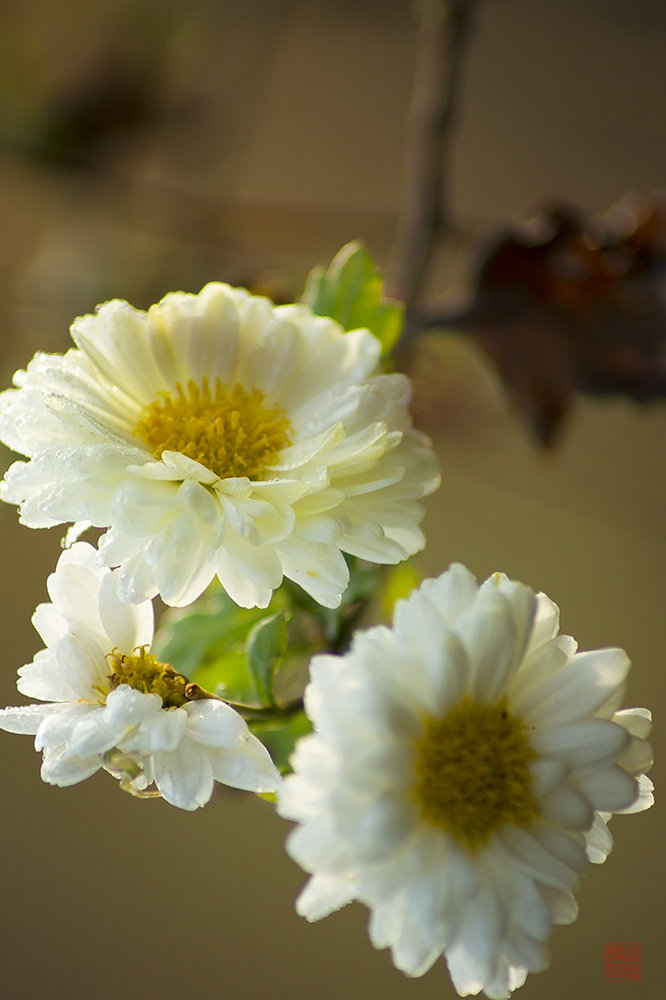 一支白色菊花图片图片