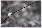 2012 雪 西沽公园