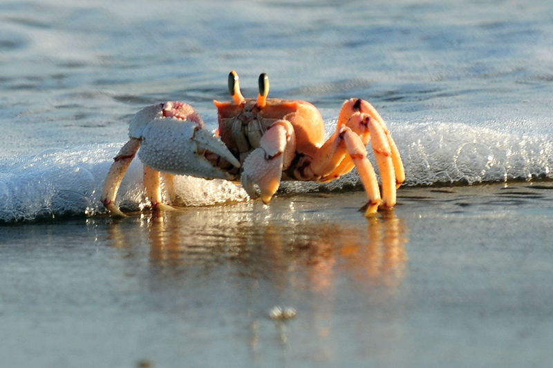 海蟹摄影作品图片