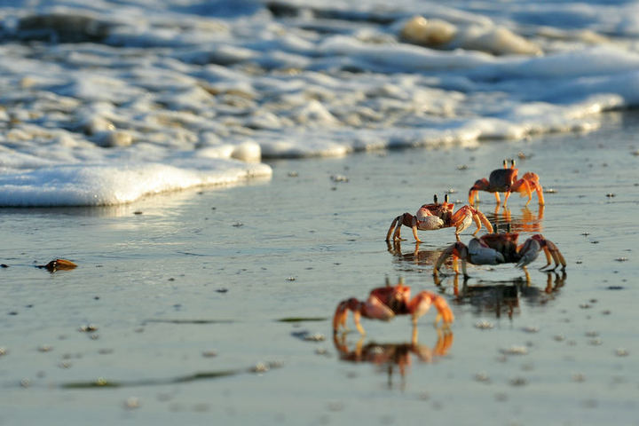 海蟹摄影作品图片