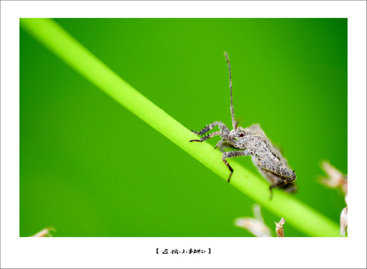 【近摄片子:虫虫小动物摄影图片】大良生态摄