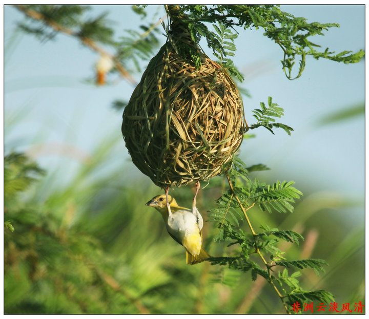 非洲鳥巢與他們的建築師