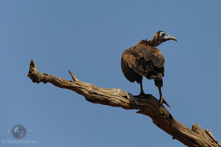 头巾兀鹫-非洲纪事