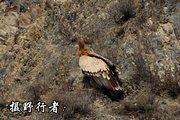 高原秃鹫