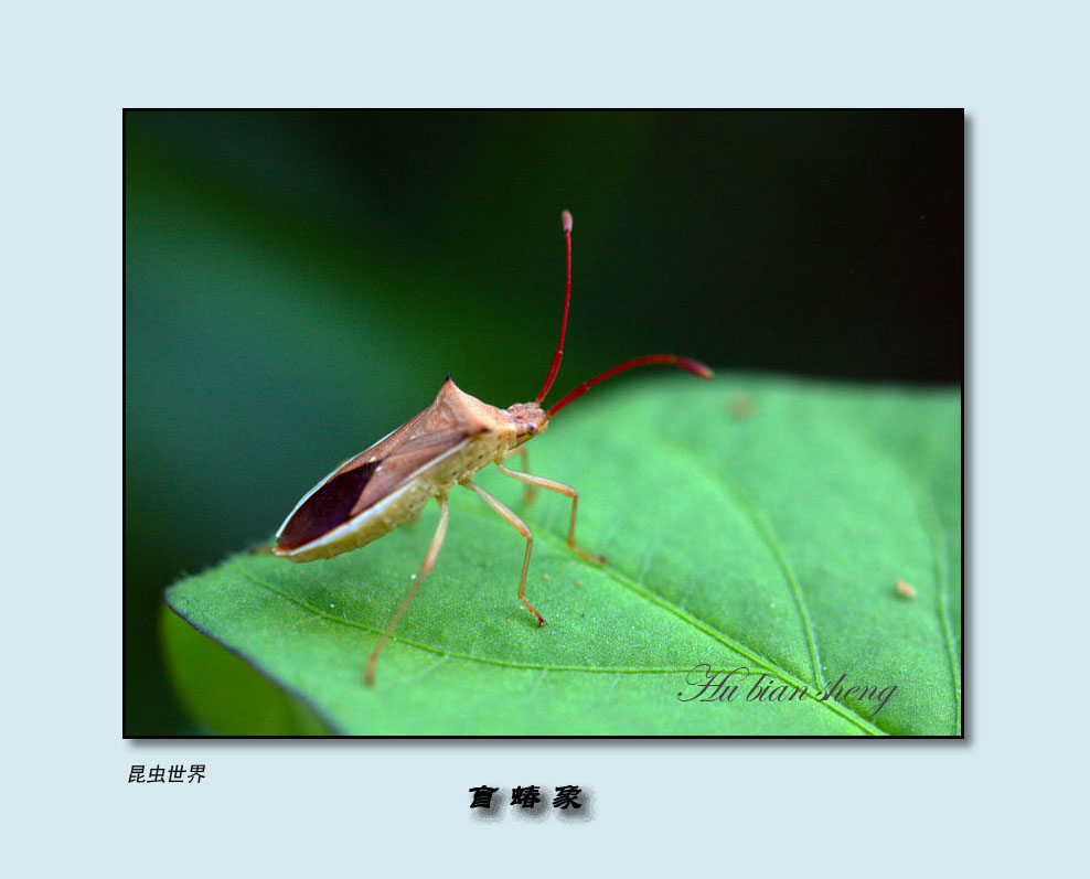 盲蝽蟓图片幼虫图片