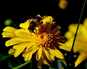 蜂-花