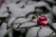 傲雪茶花