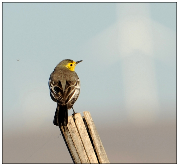 ͷn_ Citrine Wagtail